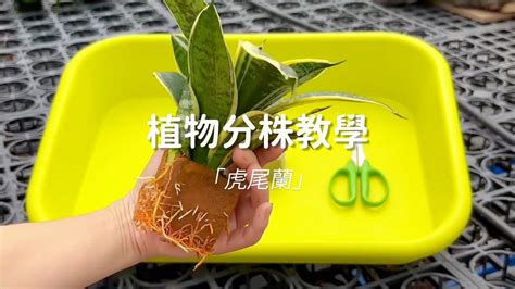 虎尾蘭分株傷口